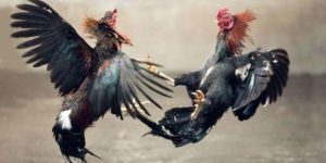 Cách Nuôi Gà Đá Chân Mạnh - Bí Quyết Huấn Luyện Thần Kê 5 cách nuôi gà đá chân mạnh