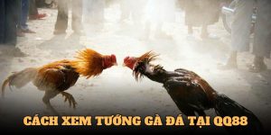 Cách Xem Tướng Gà Đá - Chọn Chiến Kê Hiệu Quả Cùng QQ88 7 cách xem tướng gà đá